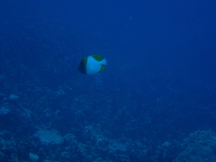 Hemitaurichthys polylepis