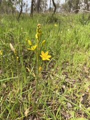 Bulbine bulbosa