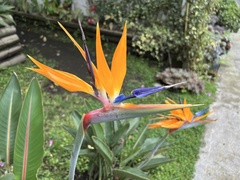 Strelitzia