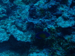 Centropyge bispinosa