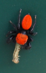 Phidippus cardinalis