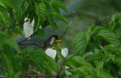 Myzomela jugularis