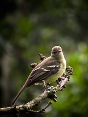 Elaenia