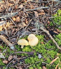 Agrocybe praecox