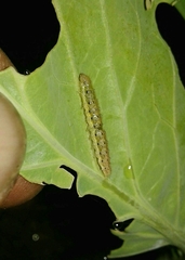 Evergestis forficalis