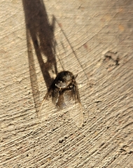 Copestylum violaceum