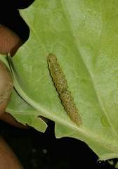 Evergestis forficalis