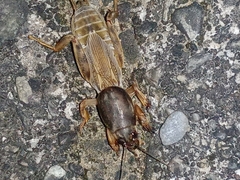 Gryllotalpidae
