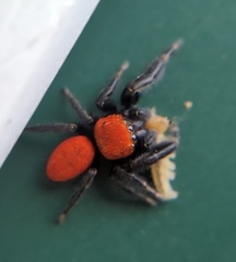 Phidippus cardinalis