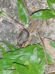 Gryllotalpidae