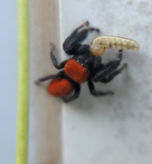 Phidippus cardinalis