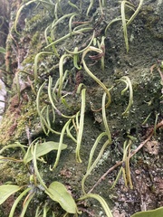 Lepisorus thunbergianus