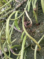 Lepisorus thunbergianus