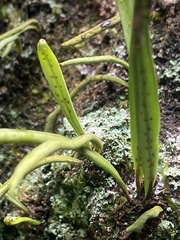 Lepisorus thunbergianus