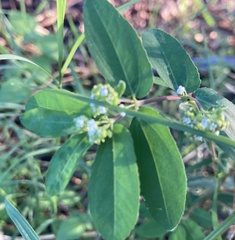 Euphorbia hypericifolia