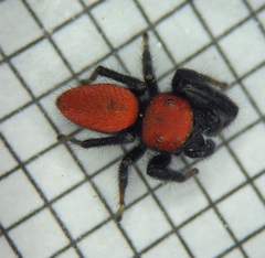 Phidippus cardinalis