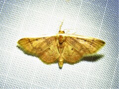 Idaea demissaria