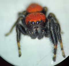 Phidippus cardinalis
