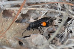 Dasymutilla ursus