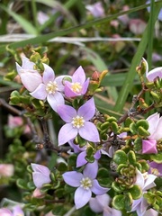 Boronia algida