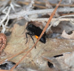 Dasymutilla ursus