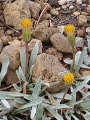 Raillardella argentea