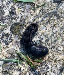 Spodoptera latifascia