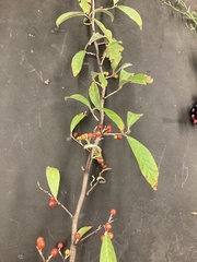 Elaeagnus