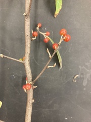 Elaeagnus