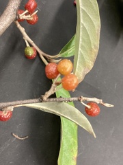 Elaeagnus