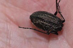 Carabus granulatus