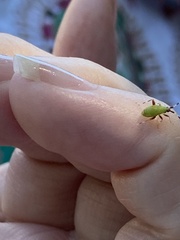 Campyloneura virgula