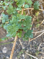 Ribes aciculare
