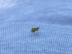 Campyloneura virgula