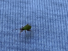 Campyloneura virgula