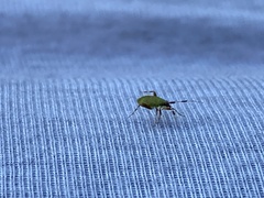 Campyloneura virgula