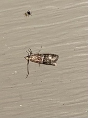 Moodna ostrinella