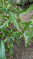 Salix lasiandra