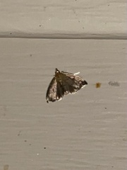 Perispasta caeculalis