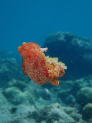 Hexabranchus sanguineus