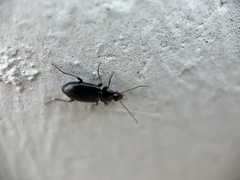 Agonum