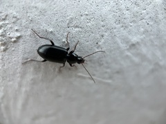 Agonum