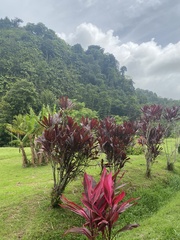 Cordyline fruticosa