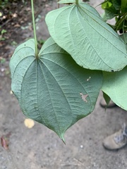 Dioscorea