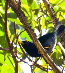 Turdus flavipes