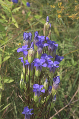 Gentianopsis crinita