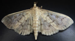 Herpetogramma aquilonalis