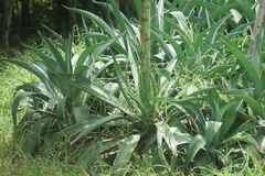 Agave desmettiana