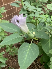 Datura wrightii