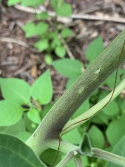 Datura wrightii